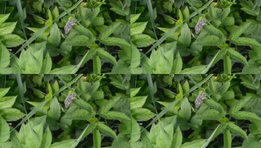 小蝴蝶在绿叶上普通的鱼腥草，背景高清在线视频素材下载