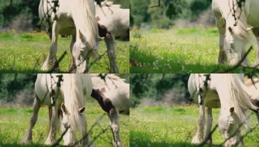 在牧场上吃草的白马高清在线视频素材下载