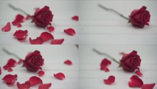 多莉在桌上射红玫瑰，花瓣飘落高清在线视频素材下载
