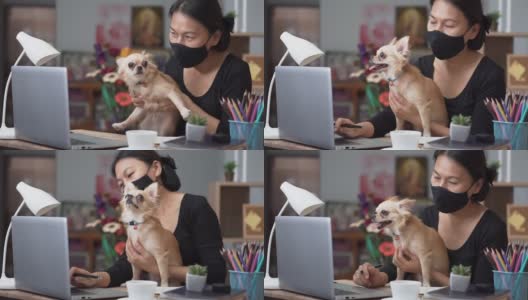 在家庭办公室通过笔记本电脑在线工作的女商人。亚洲年轻企业家戴着口罩，敲着笔记本电脑，在会议中与团队合作交谈，与狗玩耍。高清在线视频素材下载