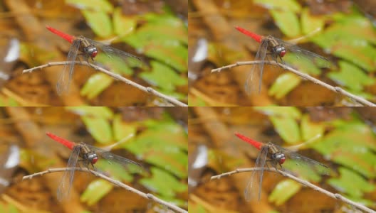 栖息在树枝上的亚洲尾蛾蜻蜓高清在线视频素材下载