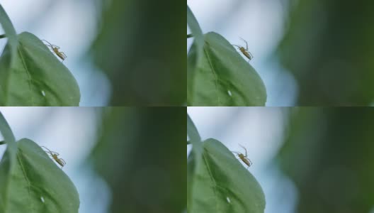 森林里树叶上的跳蛛高清在线视频素材下载