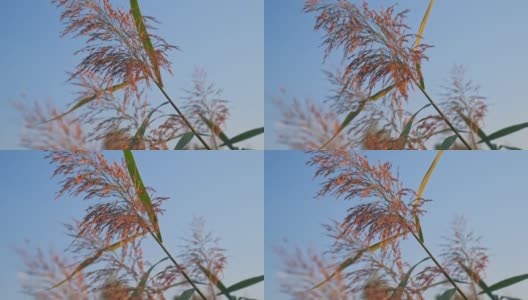 湖岸边高高的芦苇草和甘蔗高清在线视频素材下载