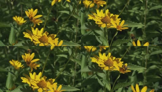 蜜蜂在黄色花朵周围飞来飞去收集花粉高清在线视频素材下载