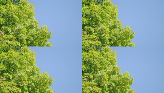 绿色的大枫叶在微风中摇曳。枫叶，蓝天，动叶。静态高清在线视频素材下载