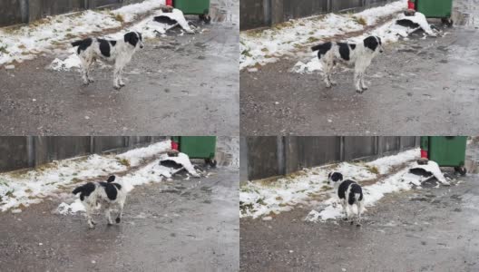 冬天被遗弃的狗走在街上。高清在线视频素材下载