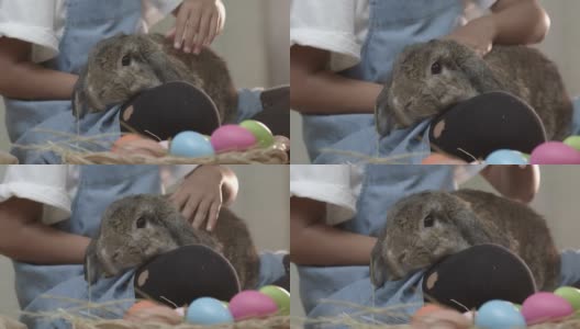 孩子和动物-一只毛茸茸的灰色兔子在女孩的腿上高清在线视频素材下载