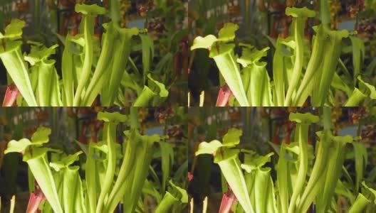 Nepenthe热带食肉猪笼草4k慢镜头60帧/秒高清在线视频素材下载
