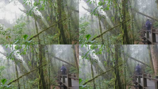 徒步旅行——女性徒步旅行者在雨林中行走高清在线视频素材下载