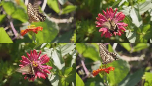 蝴蝶从花中采集花蜜高清在线视频素材下载