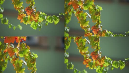 秋光下的葡萄藤拍摄(4K/超高清到高清)高清在线视频素材下载