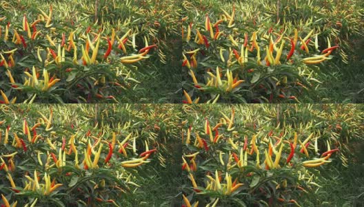 辣椒种植高清在线视频素材下载
