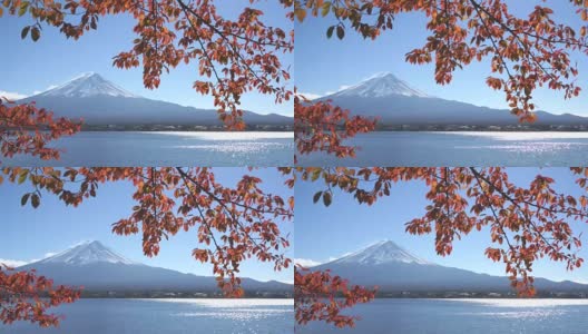 秋日里川口湖上的富士红叶高清在线视频素材下载