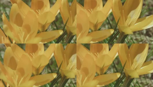 宏观摄影:春季草地上的番红花高清在线视频素材下载