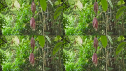 可可树与果实，印度尼西亚巴厘岛高清在线视频素材下载