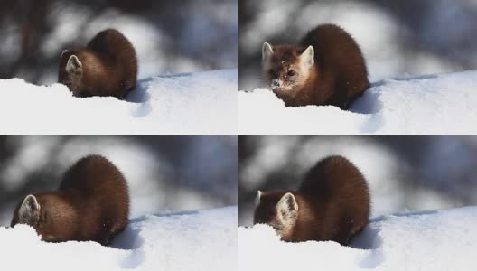 美洲松貂，雪中的美洲松貂高清在线视频素材下载