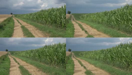 玉米田的边缘有田路。汽车在玉米田的土路上行驶高清在线视频素材下载