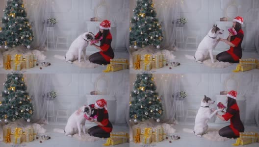 新年庆祝活动中，一个女孩在圣诞树旁给她的哈士奇狗送礼物高清在线视频素材下载