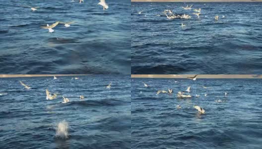 海鸥以水为食高清在线视频素材下载