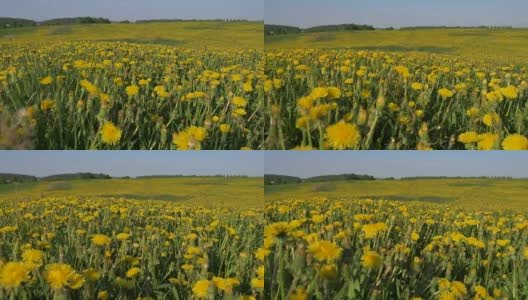 运动摄像机通过黄色盛开的田野数以百万计的蒲公英花高清在线视频素材下载