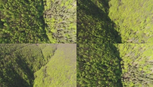 飞越群山中的森林。乌克兰喀尔巴阡的鸟瞰图高清在线视频素材下载