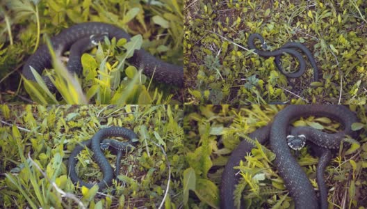 蛇坐在草地上，伸出舌头研究环境高清在线视频素材下载