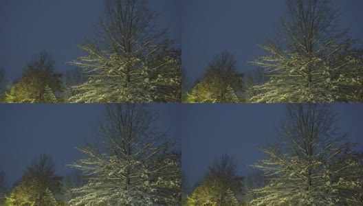 白雪覆盖着树木和树枝，在寒冷的冬天，白雪覆盖着冬天落下的雪夜高清在线视频素材下载