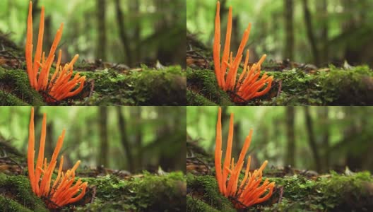 澳大利亚塔斯马尼亚塔肯雨林中生长的橙色真菌高清在线视频素材下载