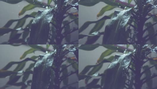 慢镜头:晶莹的水珠溅落在郁郁葱葱的棕榈树上。高清在线视频素材下载