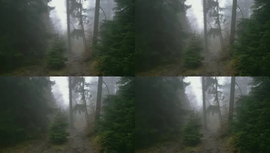 迷雾中的神秘森林高清在线视频素材下载