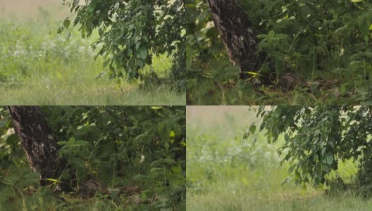 西伯利亚花栗鼠(Eutamias sibiricus) -兴安自然保护区，俄罗斯高清在线视频素材下载