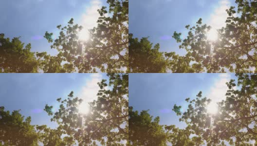 4K缓慢移动的镜头阳光灿烂地穿过橡树的树枝高清在线视频素材下载