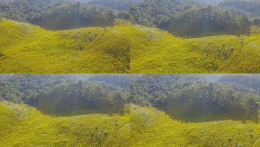 鸟瞰图万寿菊或黄花在国家花园公园和山在Mae Hong Son，泰国。旅游度假中的自然景观。Doi Mae U Kho的Thung Bua Tong。高清在线视频素材下载