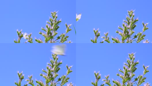蓝天下，白蝴蝶飞过野花高清在线视频素材下载