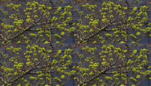 翠绿的挪威枫高清在线视频素材下载