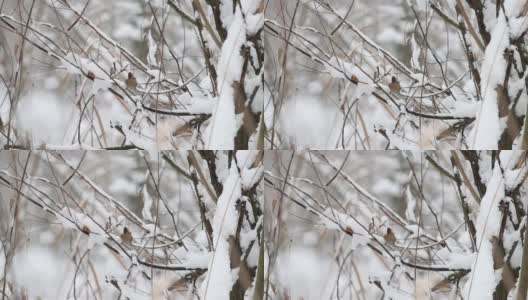 一只小鸟在白雪覆盖的树枝上飞走了高清在线视频素材下载