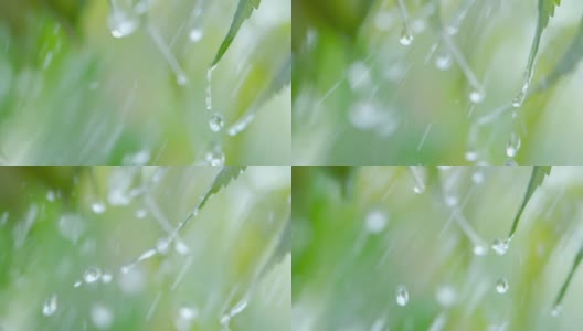 慢动作雨滴滴从绿叶蕨在下雨。特写水滴绿色叶子前景。微雨落在绿色植物叶子上。平静放松冥想和平的背景。高清在线视频素材下载