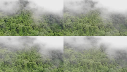 云雾缭绕的热带雨林鸟瞰图高清在线视频素材下载