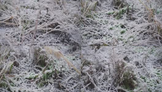 冬天地面结霜，植物丛生。高清在线视频素材下载