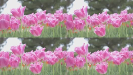 盛开的粉红色郁金香在风中摇曳。盛开。高清在线视频素材下载