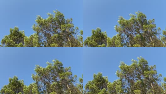 夏日的森林。针叶树常绿茂密的冷杉树，地中海松树映衬着晴朗的蓝天。田园诗般的自然景观。高清在线视频素材下载