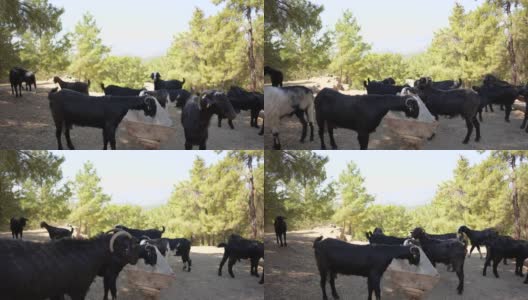 山羊在农场喂山高清在线视频素材下载