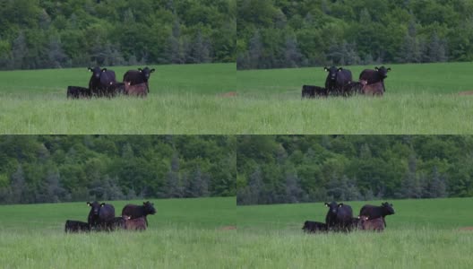 牛群在春天美丽的草地上反刍高清在线视频素材下载
