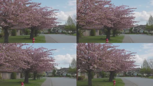 樱花盛开的郊区住宅区高清在线视频素材下载