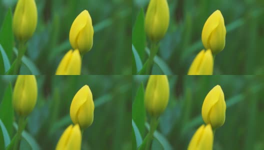 在绿叶背景上闭合的黄色郁金香的关闭。美丽的花朵在风中摇曳。自然背景概念高清在线视频素材下载