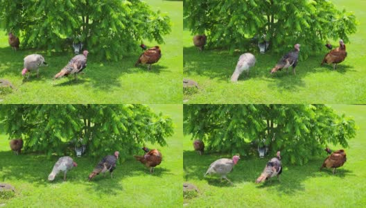 火鸡在树荫下休息高清在线视频素材下载