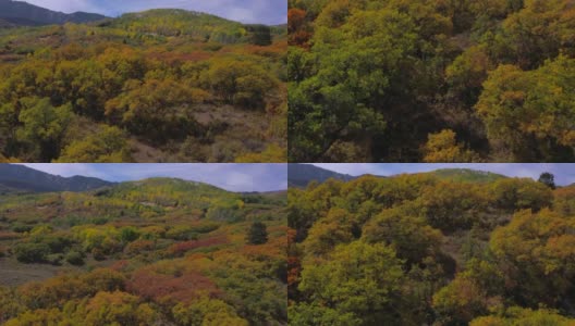 无人机拍摄显示白杨在全秋天的颜色显示彩色的矮橡树和白杨高清在线视频素材下载