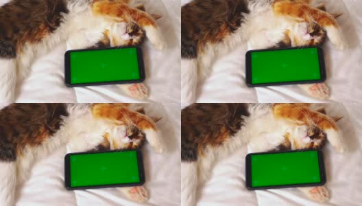 一只拿着智能手机的快乐猫咪睡在白色的毯子上。这款手机有一个绿色的屏幕——chromakey。高清在线视频素材下载