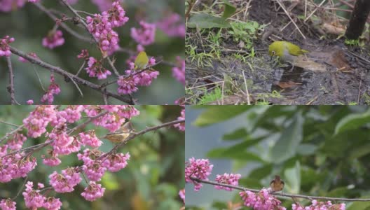 4k视频桑丘鸟吃樱花大自然的真实再现高清在线视频素材下载