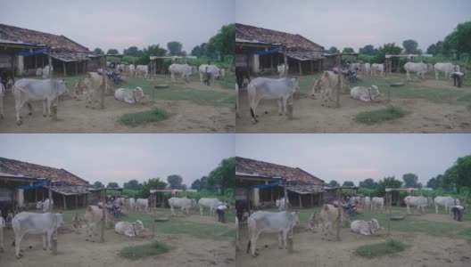 印度乡村的一间农舍，牛在那里安静地休息、放松或被捆住高清在线视频素材下载